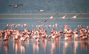 4 days Masai Mara & Lake Nakuru group joining Safari