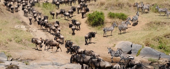 https://gracepattecotourskenya.org/6-days-masai-mara-serengeti-ngorongoro-migration-safari/