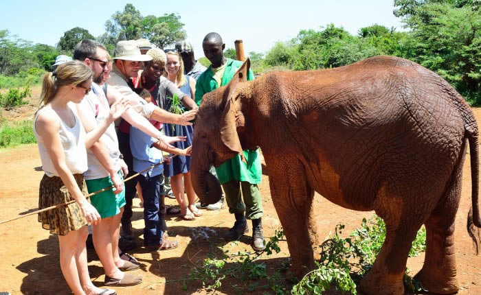 David Sheldrick Elephant Orphanage & Giraffe Center Day Tour