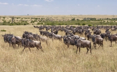 3 day Masai Mara Group joining safari 
