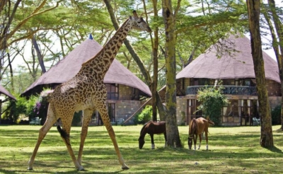 5 Days Masai Mara, Lake Nakuru & Lake Naivasha Safari