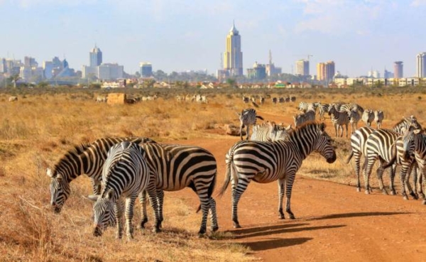 Nairobi National Park Tour From Airport gracepattecotourskenya.org